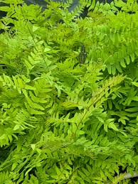 Image result for Osmunda regalis