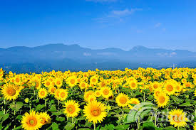 Beli bunga matahari plastik online berkualitas dengan harga murah terbaru 2021 di tokopedia! Halaman Download 400 Gambar Bunga Matahari Landscape Hd Paling Baru Gambar Id