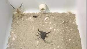 Epic battle big spider vs tarantula. Camel Spiders Vs Scorpion Youtube