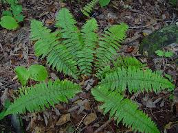 Image result for Polystichum sinense