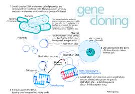 Adhesion, capillary action, capillary tube, cohesion, hydrogen bond, intermolecular force, molecule, newton, nonpolar, partial negative charge. Recombinant Dna Technology Mcqs With Answers Dna Technology Recombinant Dna Dna