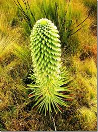 Image result for Crambe kilimandscharica