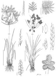 Image result for Cyperus sp.no.9