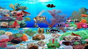 Maybe you would like to learn more about one of these? Wallpaper Hidup Untuk Komputer