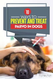 Click here to learn about puppy shots (link to #6 article i don't know anything about puppy. 10 Ways To Prevent Parvo In Dogs House Of Hope Animal Rescue