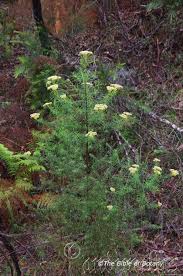 Image result for Hypoxis subspicata