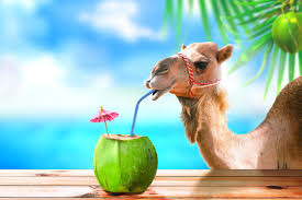 S shelby tamzyn cramer jun 29, 2018. 135 405 Best Camel Images Stock Photos Vectors Adobe Stock