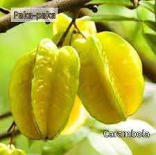 Image result for Pseuderanthemum ludovicianum