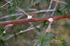 Image result for Asparagus laricinus