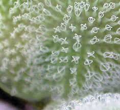 Image result for Salviniaceae