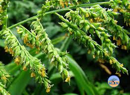 Image result for Echinochloa pyramidalis