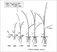 難防除雑草対策 稲編 農作業便利帖 みんなの農業広場 モバイル版