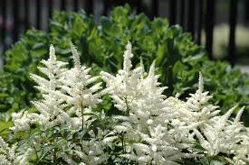 Bianca ,fiore ,verde ,natura ,puro sfondi e altro possono essere scaricati per dispositivi mobili, desktop, tablet e altri dispositivi. Aruncus Aruncus Dioicus