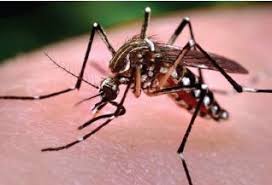 El dengue prevención y síntomas del dengue transmision y cuidados. Invasive Aedes Mosquitoes