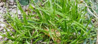 Image result for Poa