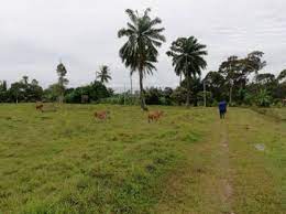 We have 51 properties for sale for: Kampung Jijan Labu Negeri Sembilan Land For Sale Ejen Hartanah Berdaftar Rumah Untuk Dijual House For Sale