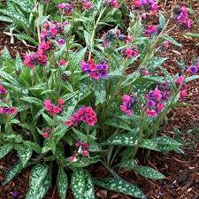 Lungwort (pulmonaria officinalis) liquid extract 2x2 oz 7. Pulmonaria Raspberry Splash Thompson Morgan