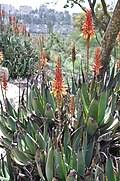 Image result for Aloe lutescens