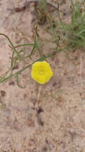 Image result for Xenostegia alatipes