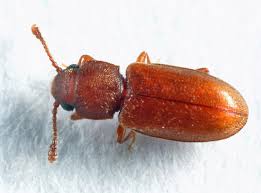 The foreign grain beetle does not damage stored grain. Foreign Grain Beetle Ahasverus Advena Bugguide Net
