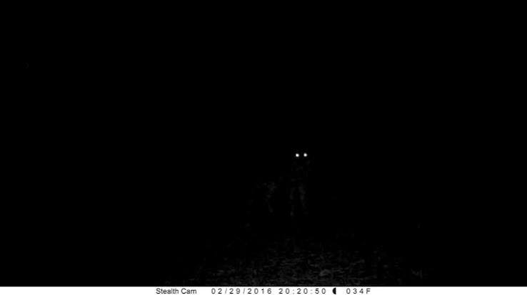 How do nocturnal animals see at night? Many of them, such as this coyote,  have a special layer of tissue in their eyes called a tapetum lucidum. This  reflective tissue bounces light