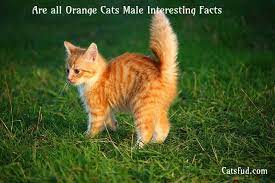 Are All Orange Cats Male Interesting Facts Catsfud