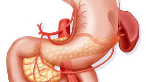So, the stomach is positioned to the left of the body in the abdomen. Duodenum Anatomy Location And Function