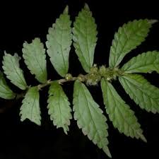 Image result for Elatostema monticola