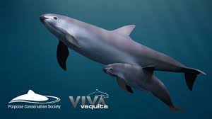 One of the world's most endangered marine mammals could face extinction as soon as this year if an illegal fishing operation continues to tangle and kill the porpoises. Petition Save Mexico S Vaquita Porpoise From Imminent Extinction Change Org