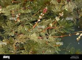 Image result for Haloragaceae