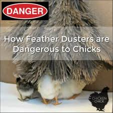 Birds Of The Same Feather Make A Good Feather Duster How Feather Dusters Are Dangerous To Chicks Chickens Backyard Feather Duster Chicken Coop Bedding