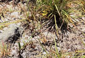 Image result for Eriospermum mackenii