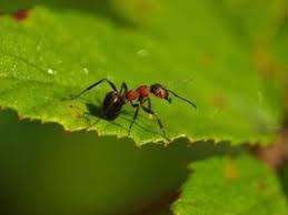 Fourmiliere interieure / fourmilière plantarium fourmi forest ant géante intérieure. 9bjmpqwcygb30m