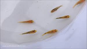 Baby Koi Fry