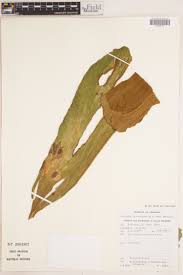 Image result for Cheilanthes angustifrondosa