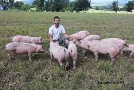 This is elevage de cochons bio en plein air by sylvain meneaud on vimeo, the home for high quality videos and the people who love them. Beauzac Florian Clavaron Lance Un Elevage De Porcs En Plein Air La Commere 43