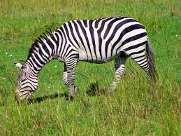 Contrary to popular belief, they're filled with fat, which. This Exotic Pet Is Legal In Your State Pethelpful