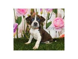 Take advantage of our puppysearch or leisurely browse our directory of hundreds of dog breeds, boglen terrier dog breeders, boglen terrier dogs for adoption, and boglen terrier puppy for sale listings with photos and detailed descriptions. Boggle Puppies Petland Bolingbrook Il