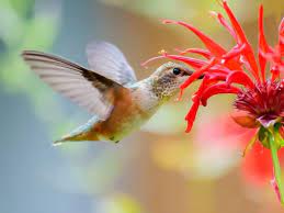 May 21, 2020 · more red flowers hummingbirds love. 10 Red Flowers That Attract Hummingbirds