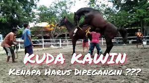 Kuda kawin, animals vlogs breeding. Happyteenagerandsummerwind