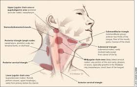 Neck lymph node locations these pictures of this page are about:throat anatomy glands neck. Neck Masses