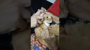 May yeo seekor kucing betina yang berusia 7 bulan telah diserang kurap yg teruk sehingga menyebabkan luka dan luka tersebut mengeluarkan. Dermasebb Spray Rawatan Kucing Kurap Or Fungus Youtube