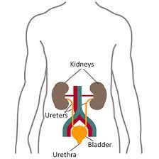 Kidneys are essential to having a healthy body. Your Kidneys How They Work Niddk