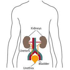 Which are found inside the nephrons, to two tubes. Your Kidneys How They Work Niddk