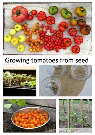 We did not find results for: Growing Tomatoes From Seed A Step By Step Guide