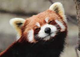 Postcard At 47958 Austria Red Panda Cute Red Panda Baby Cute Baby Animals