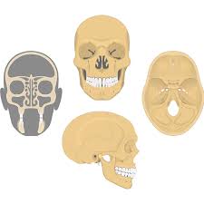 Image result for Frontal Bone