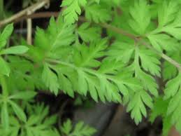 この花の名前なんていうの ニンジンに似た葉っぱの小さくて白い花 セントウソウ 仙洞草