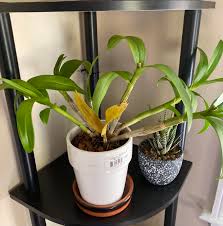 We did not find results for: Cause For Yellowing Leaves On Dendrobium Orchids