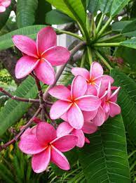 Pin On Hawaiian Flowers